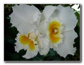 American-Orchid-Society-Delray-Beach-FL-025