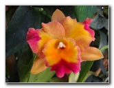 American-Orchid-Society-Delray-Beach-FL-028