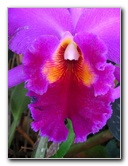 American-Orchid-Society-Delray-Beach-FL-031