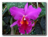 American-Orchid-Society-Delray-Beach-FL-032