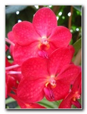 American-Orchid-Society-Delray-Beach-FL-033