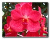 American-Orchid-Society-Delray-Beach-FL-034