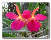 American-Orchid-Society-Delray-Beach-FL-036