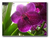 American-Orchid-Society-Delray-Beach-FL-038