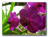 American-Orchid-Society-Delray-Beach-FL-039