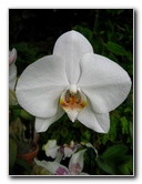 American-Orchid-Society-Delray-Beach-FL-042