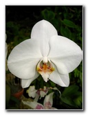 American-Orchid-Society-Delray-Beach-FL-043