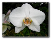 American-Orchid-Society-Delray-Beach-FL-044