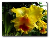 American-Orchid-Society-Delray-Beach-FL-045