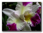 American-Orchid-Society-Delray-Beach-FL-048