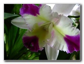 American-Orchid-Society-Delray-Beach-FL-049