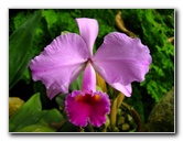 American-Orchid-Society-Delray-Beach-FL-050