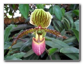 American-Orchid-Society-Delray-Beach-FL-053