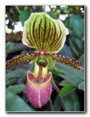 American-Orchid-Society-Delray-Beach-FL-054