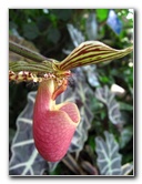 American-Orchid-Society-Delray-Beach-FL-055