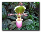 American-Orchid-Society-Delray-Beach-FL-056