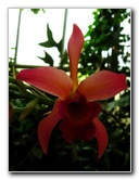 American-Orchid-Society-Delray-Beach-FL-059