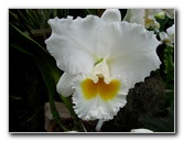 American-Orchid-Society-Delray-Beach-FL-060