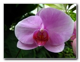 American-Orchid-Society-Delray-Beach-FL-061