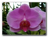 American-Orchid-Society-Delray-Beach-FL-062