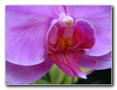 American-Orchid-Society-Delray-Beach-FL-063