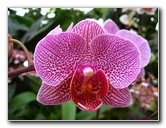 American-Orchid-Society-Delray-Beach-FL-064