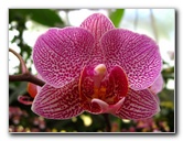 American-Orchid-Society-Delray-Beach-FL-066