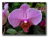 American-Orchid-Society-Delray-Beach-FL-067