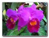 American-Orchid-Society-Delray-Beach-FL-073