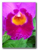 American-Orchid-Society-Delray-Beach-FL-074