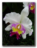 American-Orchid-Society-Delray-Beach-FL-079