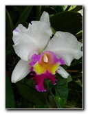 American-Orchid-Society-Delray-Beach-FL-080