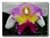 American-Orchid-Society-Delray-Beach-FL-081