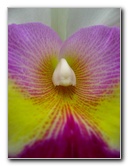 American-Orchid-Society-Delray-Beach-FL-082
