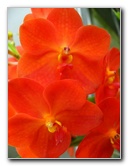 American-Orchid-Society-Delray-Beach-FL-083