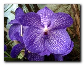 American-Orchid-Society-Delray-Beach-FL-084