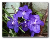 American-Orchid-Society-Delray-Beach-FL-085
