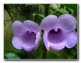 American-Orchid-Society-Delray-Beach-FL-086