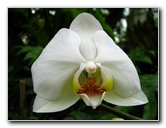 American-Orchid-Society-Delray-Beach-FL-093