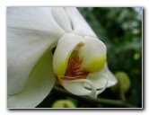 American-Orchid-Society-Delray-Beach-FL-094