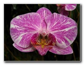 American-Orchid-Society-Delray-Beach-FL-095