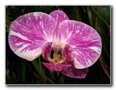 American-Orchid-Society-Delray-Beach-FL-096