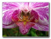 American-Orchid-Society-Delray-Beach-FL-097