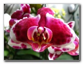 American-Orchid-Society-Delray-Beach-FL-098