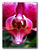 American-Orchid-Society-Delray-Beach-FL-099