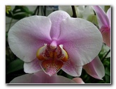 American-Orchid-Society-Delray-Beach-FL-100