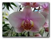 American-Orchid-Society-Delray-Beach-FL-101