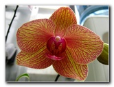 American-Orchid-Society-Delray-Beach-FL-102