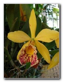 American-Orchid-Society-Delray-Beach-FL-114