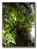 American-Orchid-Society-Delray-Beach-FL-136
